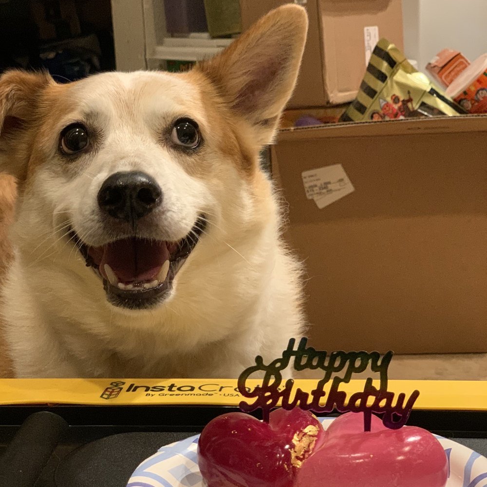 Mishka - Kobe with his double heart chicken cake - Pet Stores Near Me - San Francisco, California Mishka - Kobe with his double heart chicken cake - Pet Stores Near Me - San Francisco, California