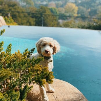 Michael Hill Dog Training - Brisbane playing peek a boo! - Pet Training Near Me