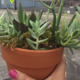 Got this cute little succulent plant last weekend! Got this cute little succulent plant last weekend!