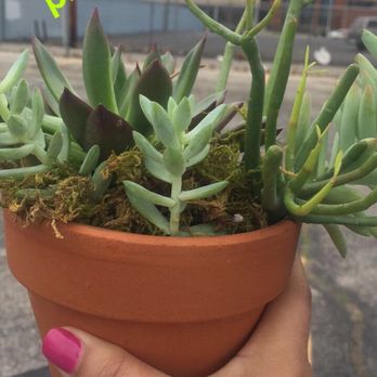 The Plant Shoppe - Got this cute little succulent plant last weekend! - Florists Near Me - Oklahoma City, Oklahoma The Plant Shoppe - Got this cute little succulent plant last weekend! - Florists Near Me - Oklahoma City, Oklahoma