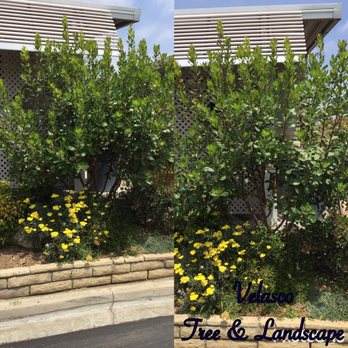 A1 Tree and Landscape - Before and after pruning arbutus - Tree Services Near Me
