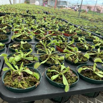 Gubler Orchids - Nurseries & Gardening Near Me - Landers, California Gubler Orchids - Nurseries & Gardening Near Me - Landers, California