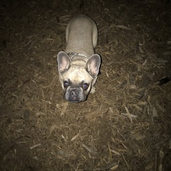 The Wag - Milo! A Frenchie who has been growing very fast and whose become more playful! - Dog Walkers Near Me - New York, New York The Wag - Milo! A Frenchie who has been growing very fast and whose become more playful! - Dog Walkers Near Me - New York, New York