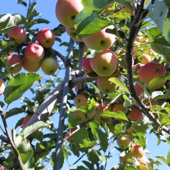 Cider Hill Farm - Pick Your Own Farms Near Me - Amesbury, Massachusetts Cider Hill Farm - Pick Your Own Farms Near Me - Amesbury, Massachusetts