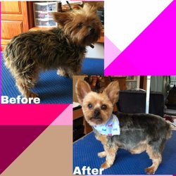 Dippin & Klippin Dog Grooming