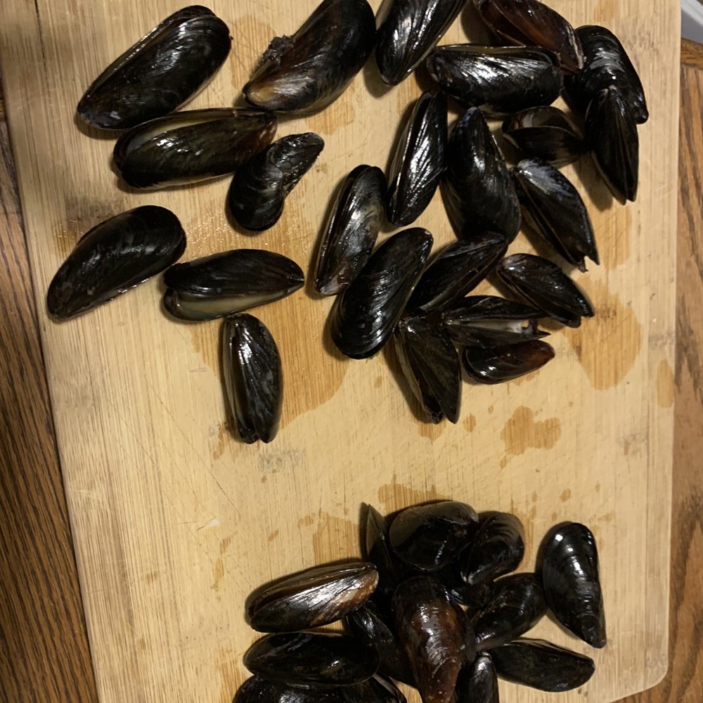 Albertsons - Dead mussels - Grocery Near Me - Mesquite, Texas Albertsons - Dead mussels - Grocery Near Me - Mesquite, Texas