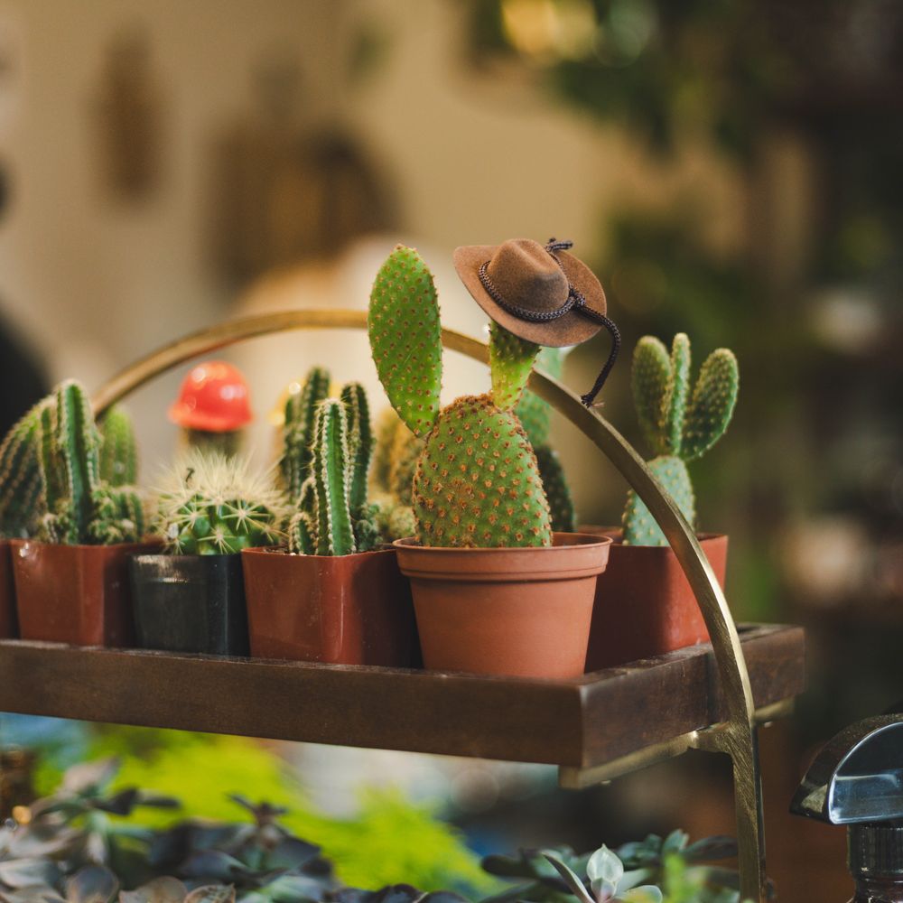 cactus.lu online shop Super Special Bargain 64 Succulent or Cactus Tray Shipped for $99 main image 0