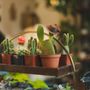 Photo of Boon Plant Bar