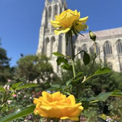 Bishop's Garden