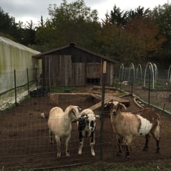 Cypress Flower Farm - goats but no garden
