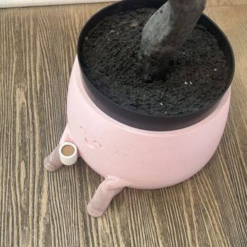 Bake Sale Bakery & Cafe - Cute indoor potted plant - Coffee & Tea Near Me - Azusa, California