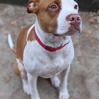 Smylish Dogs - Flora, dog walk - Pet Training Near Me - Brooklyn, New York