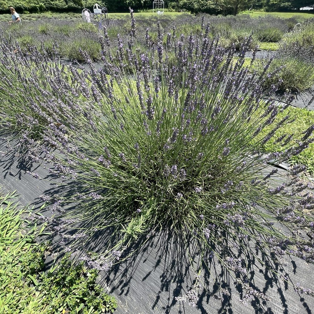 Paradise Lavender Farm - Farms Near Me - Cresco, Pennsylvania Paradise Lavender Farm - Farms Near Me - Cresco, Pennsylvania