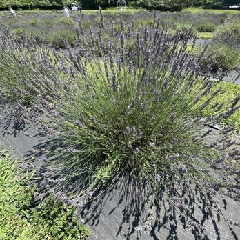 Paradise Lavender Farm - Farms Near Me - Cresco, Pennsylvania Paradise Lavender Farm - Farms Near Me - Cresco, Pennsylvania