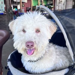Folsom Veterinary Hospital - Gus