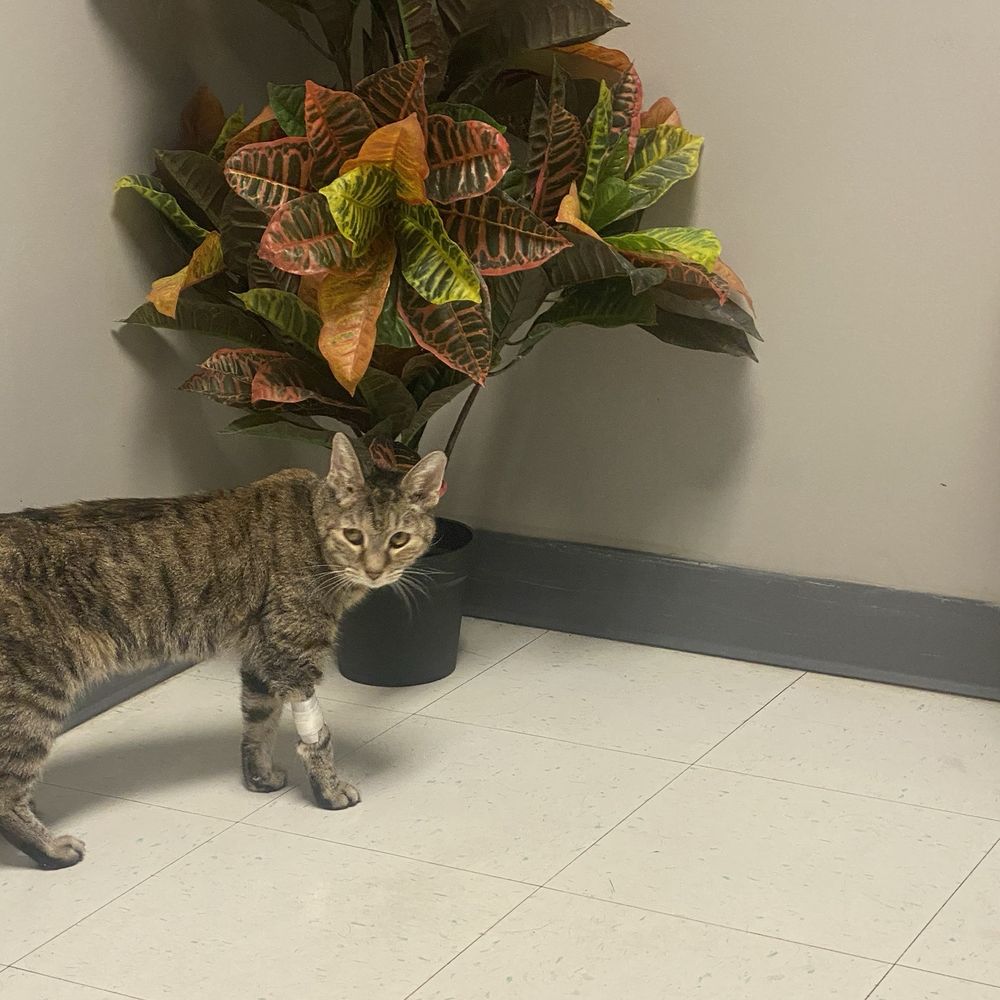 Broadview Animal Clinic - Allowing kitty to be comfortable. - Veterinarians Near Me - Denver, Colorado