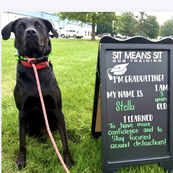 Sit Means Sit - Graduating to group classes! - Pet Training Near Me - Madison, Wisconsin Sit Means Sit - Graduating to group classes! - Pet Training Near Me - Madison, Wisconsin