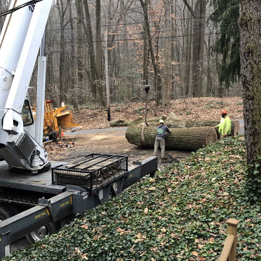 Mr. Tree - Tree Services Near Me - Aston, Pennsylvania