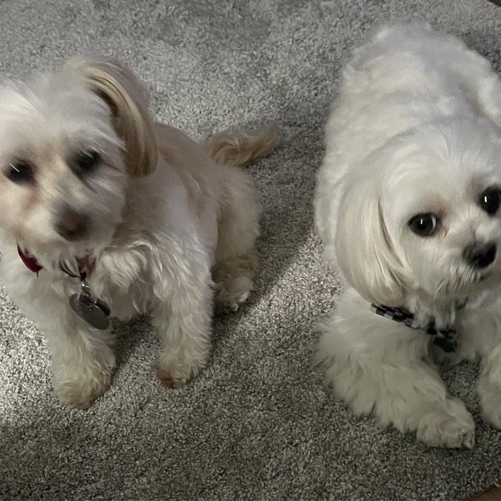 Petopia Grooming - My dogs one week following grooming. - Pet Groomers Near Me Petopia Grooming - My dogs one week following grooming. - Pet Groomers Near Me