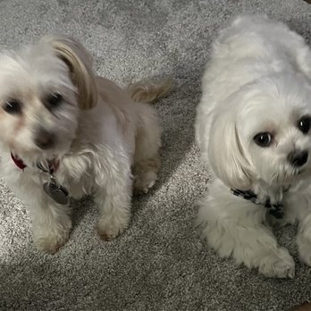 Petopia Grooming - My dogs one week following grooming. - Pet Groomers Near Me