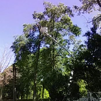 Dangerous tree removal - Tree Services Near Me Dangerous tree removal - Tree Services Near Me