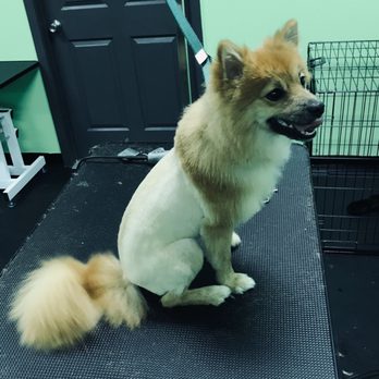 Puppy Patch Boutique - Lion Cut - Pet Groomers Near Me - Godley, Texas Puppy Patch Boutique - Lion Cut - Pet Groomers Near Me - Godley, Texas