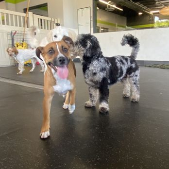 PSS Pet Hotel - Upland - Pet Boarding Near Me - Upland, California PSS Pet Hotel - Upland - Pet Boarding Near Me - Upland, California