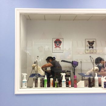 Magic Groomer - Viewing window - Pet Sitting Near Me - Arcadia, California