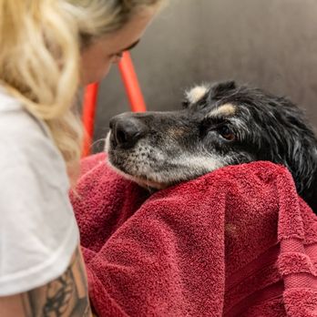 Canine Couture Grooming - Pet Groomers Near Me - Suwanee, Georgia