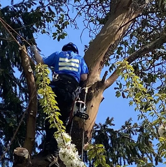 The Guys at All Tree Services - tree service in Tacoma, WA