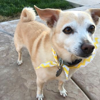 Vanity Fur Eastvale - Pet Groomers Near Me Vanity Fur Eastvale - Pet Groomers Near Me