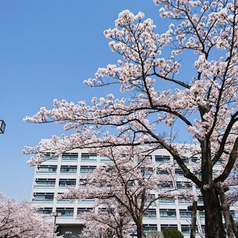 三郷市役所 - Updated August 2025 - 花和田648-1, 三郷市, 埼玉
