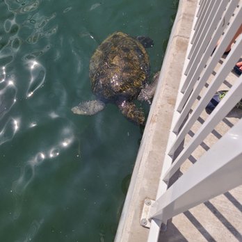 The Turtle Hospital - Veterinarians Near Me - Marathon, Florida The Turtle Hospital - Veterinarians Near Me - Marathon, Florida