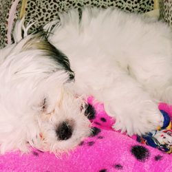 South Shreveport Animal Hospital - After two injections and one oral vaccine, my baby's sleeping like a rock! lol My tough lil girl!