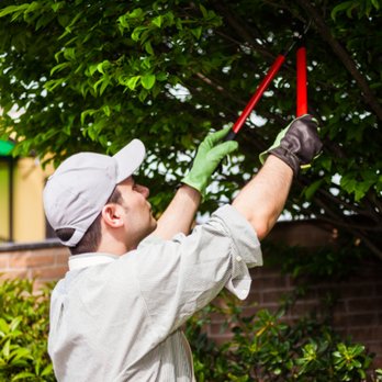 Genesis Tree Service - Tree Services Near Me - Fairfax, Virginia Genesis Tree Service - Tree Services Near Me - Fairfax, Virginia
