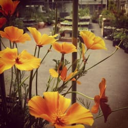 Xera Plants Shop - California poppies in window bouquet