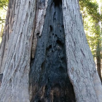 Big Basin Redwoods State Park - Parks Near Me - Boulder Creek, California