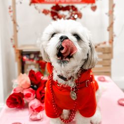 Puppy University-Union City - Pawlentine's day Pawty
