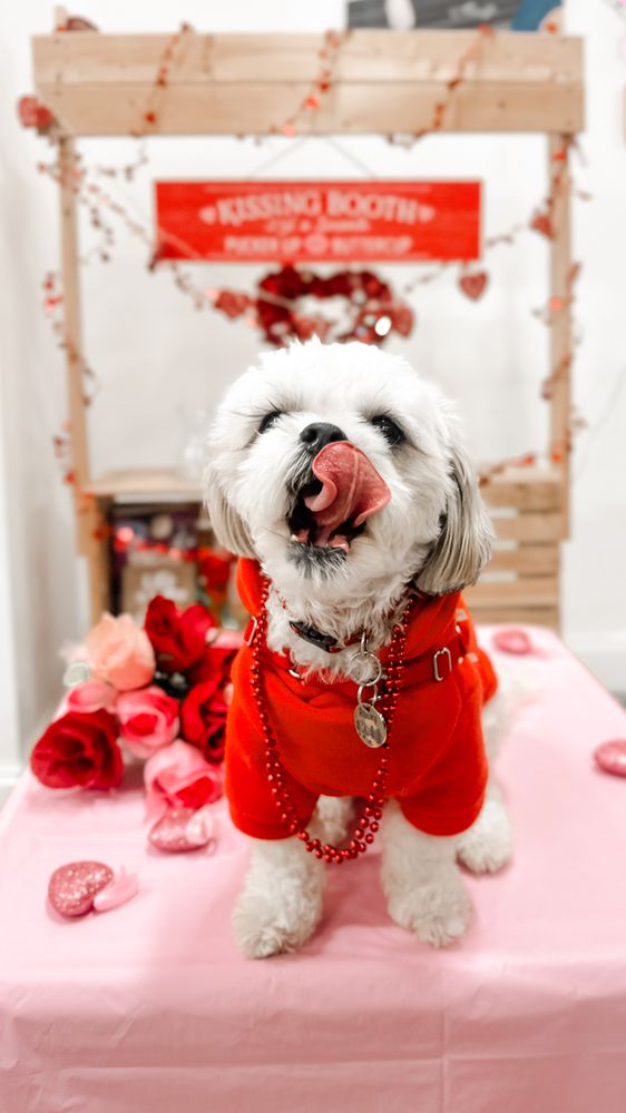 Puppy University-Union City - pet boarding facility in Union City, NJ