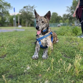 Janet Vera Professional Dog Training - Pet Training Near Me Janet Vera Professional Dog Training - Pet Training Near Me
