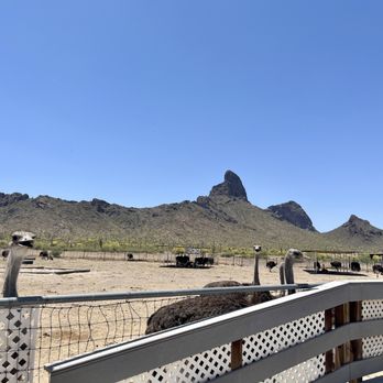 Rooster Cogburn Ostrich Ranch - Vast property for the ostriches with the iconic Arizona landscape - Petting Zoos Near Me - Picacho, Arizona Rooster Cogburn Ostrich Ranch - Vast property for the ostriches with the iconic Arizona landscape - Petting Zoos Near Me - Picacho, Arizona