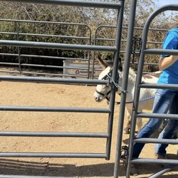 Two donkeys (?) were in one enclosure for party attendees to pet through the gate. They also brought them out for the kids to pet.