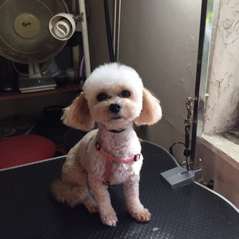 Pet Habitats Groomer - Teddy bear toy poodle - Pet Groomers Near Me Pet Habitats Groomer - Teddy bear toy poodle - Pet Groomers Near Me