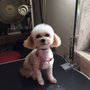 Photo of Pet Habitats Groomer