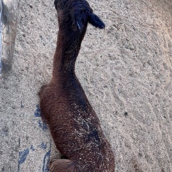 Barnyard Buddies - Petting Zoos Near Me - Lakewood, California Barnyard Buddies - Petting Zoos Near Me - Lakewood, California