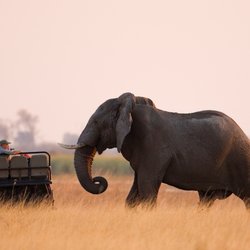 Boca Raton Travel & Cruises - Confrontation - Africa