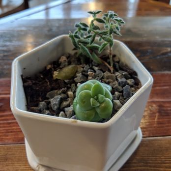 Dandelion Cafe - inside - Coffee & Tea Near Me - Bellaire, Texas