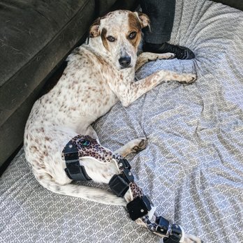 Walking Paws Rehab - Chai's fabulous leg brace - Veterinarians Near Me - Boulder, Colorado