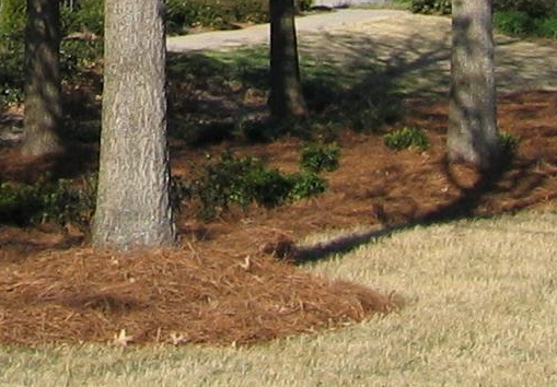 Photo of Lawn Care of Cumming - Cumming, GA, US. Pine Straw and Mulch available