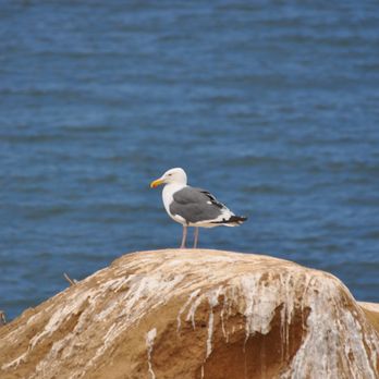 La Jolla Cove - Parks Near Me - La Jolla, California La Jolla Cove - Parks Near Me - La Jolla, California